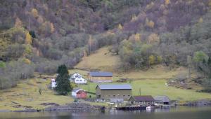 Природа, растения и животные норвегии Норвегия для людей которые ценят природу